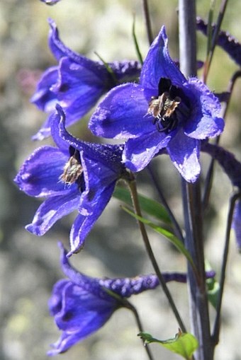 Delphinium elatum