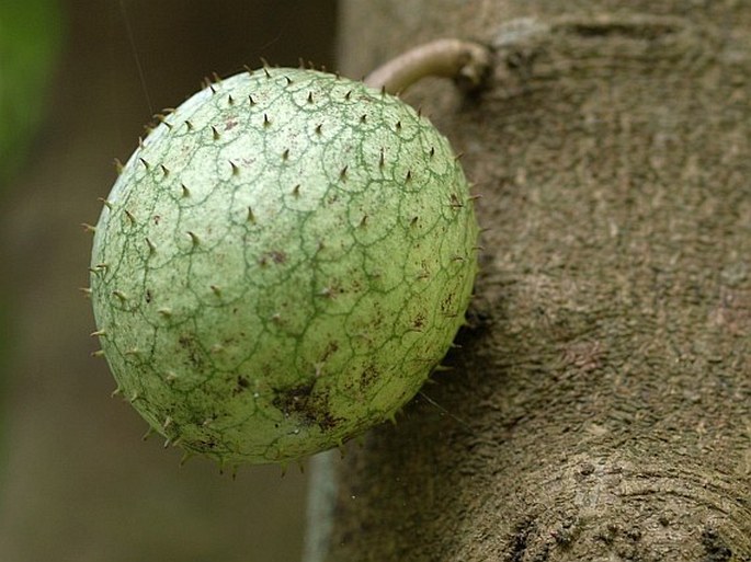Annona muricata