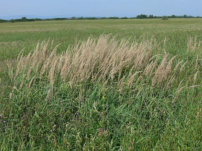 CALAMAGROSTIS EPIGEJOS (L.) Roth – třtina křovištní / smlz kroviskový