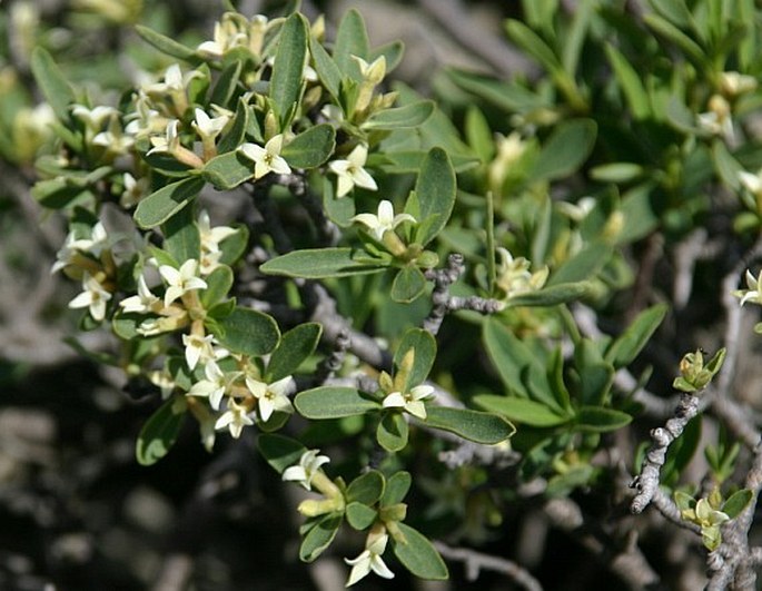 DAPHNE ALPINA L. – lýkovec alpinský / lykovec