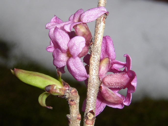 DAPHNE MEZEREUM L. – lýkovec jedovatý / lykovec jedovatý