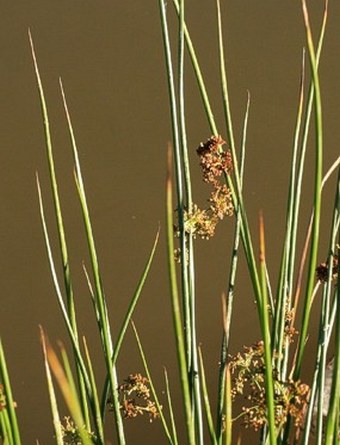 Juncus effusus