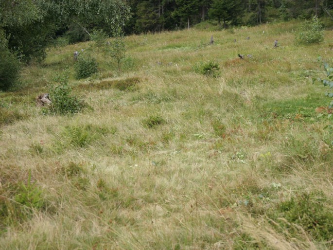 Juncus squarrosus