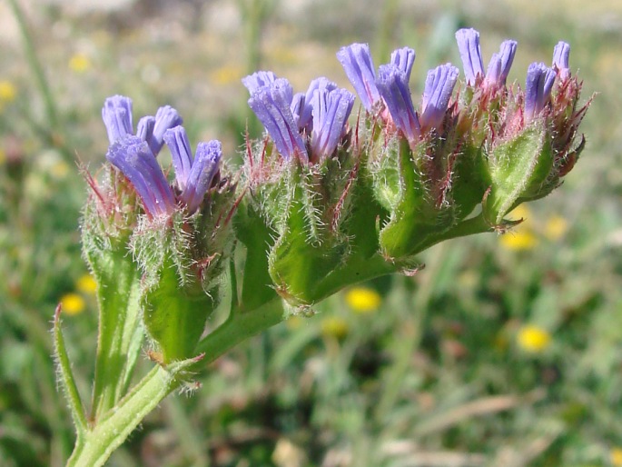 Limonium sinuatum
