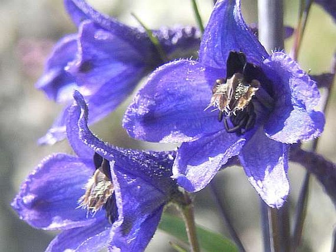 DELPHINIUM ELATUM L. - stračka vyvýšená / stračonôžka vysoká