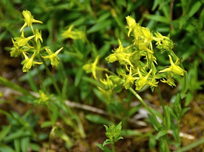 Halenia weddelliana