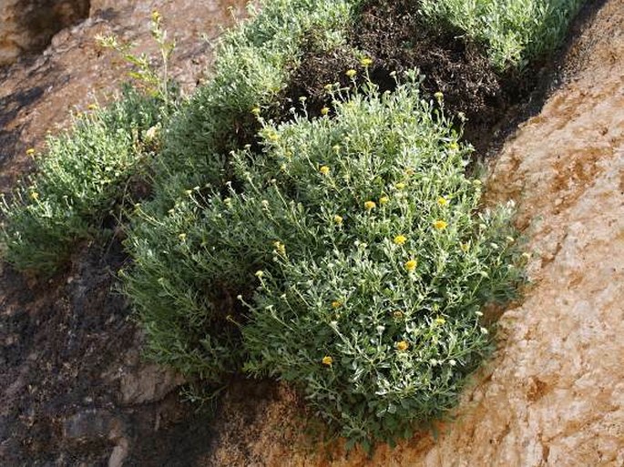 Pulicaria argyrophylla