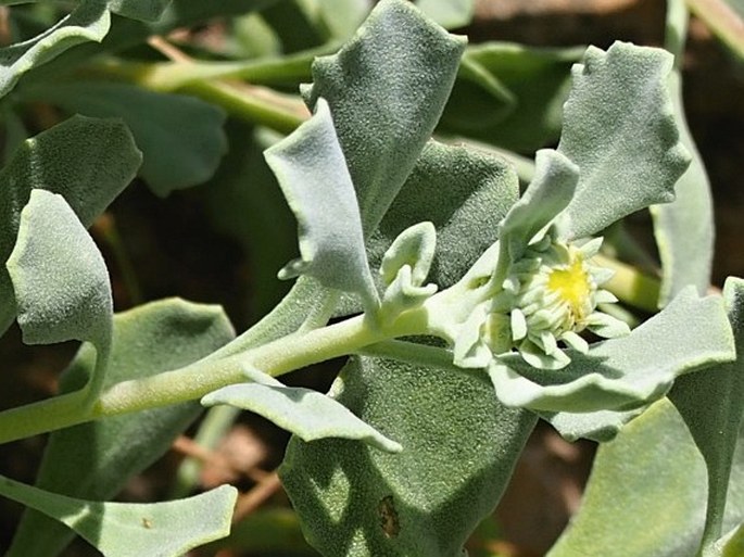 Pulicaria argyrophylla