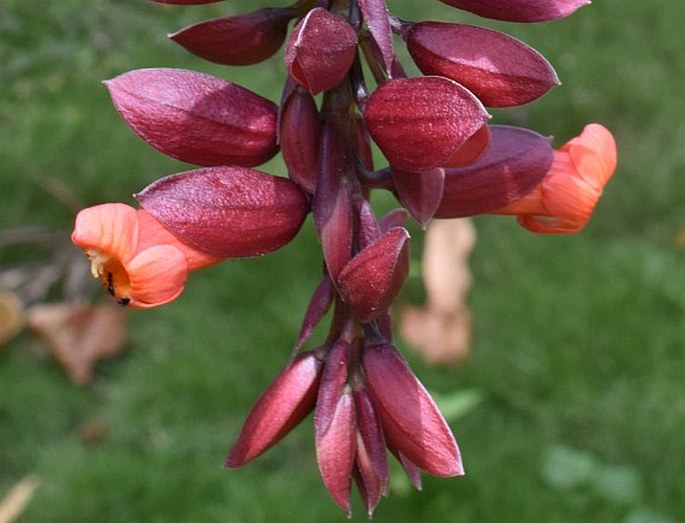 Thunbergia coccinea